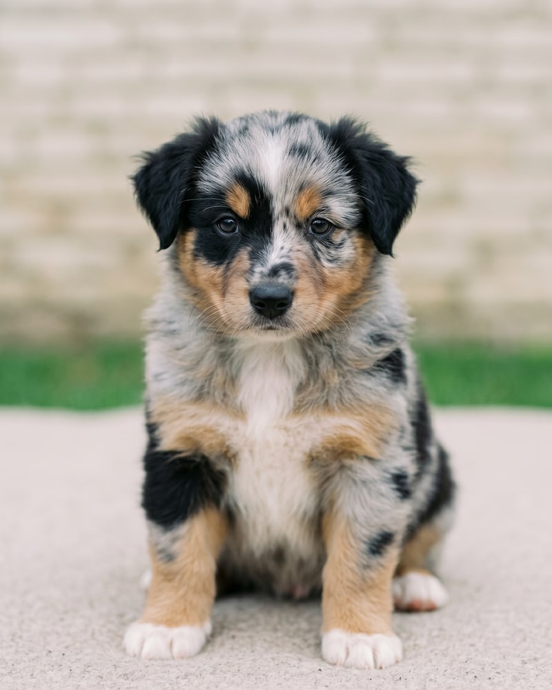 Basalte, chiot berger australien bleu merle de 8 semaines, assis face caméra