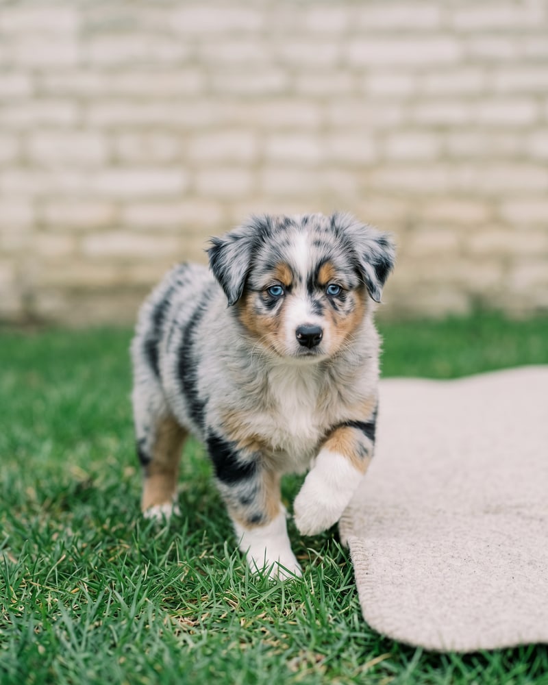 Béryl, chiot femelle bleu merle de 8 semaines, en mouvement dans l'herbe