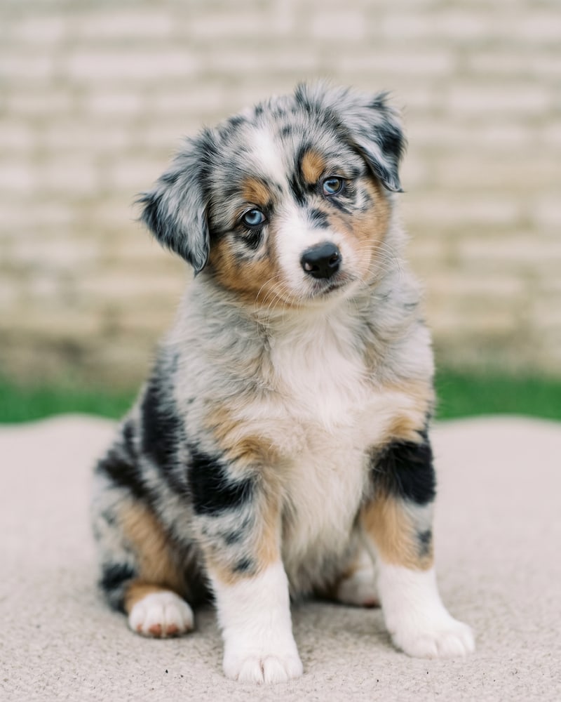 Bowie, chiot berger australien bleu merle de 8 semaines, tête penchée