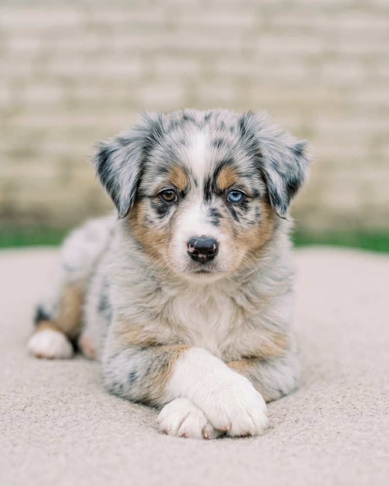 Brume, chiot femelle bleu merle de 8 semaines, couchée pattes croisées